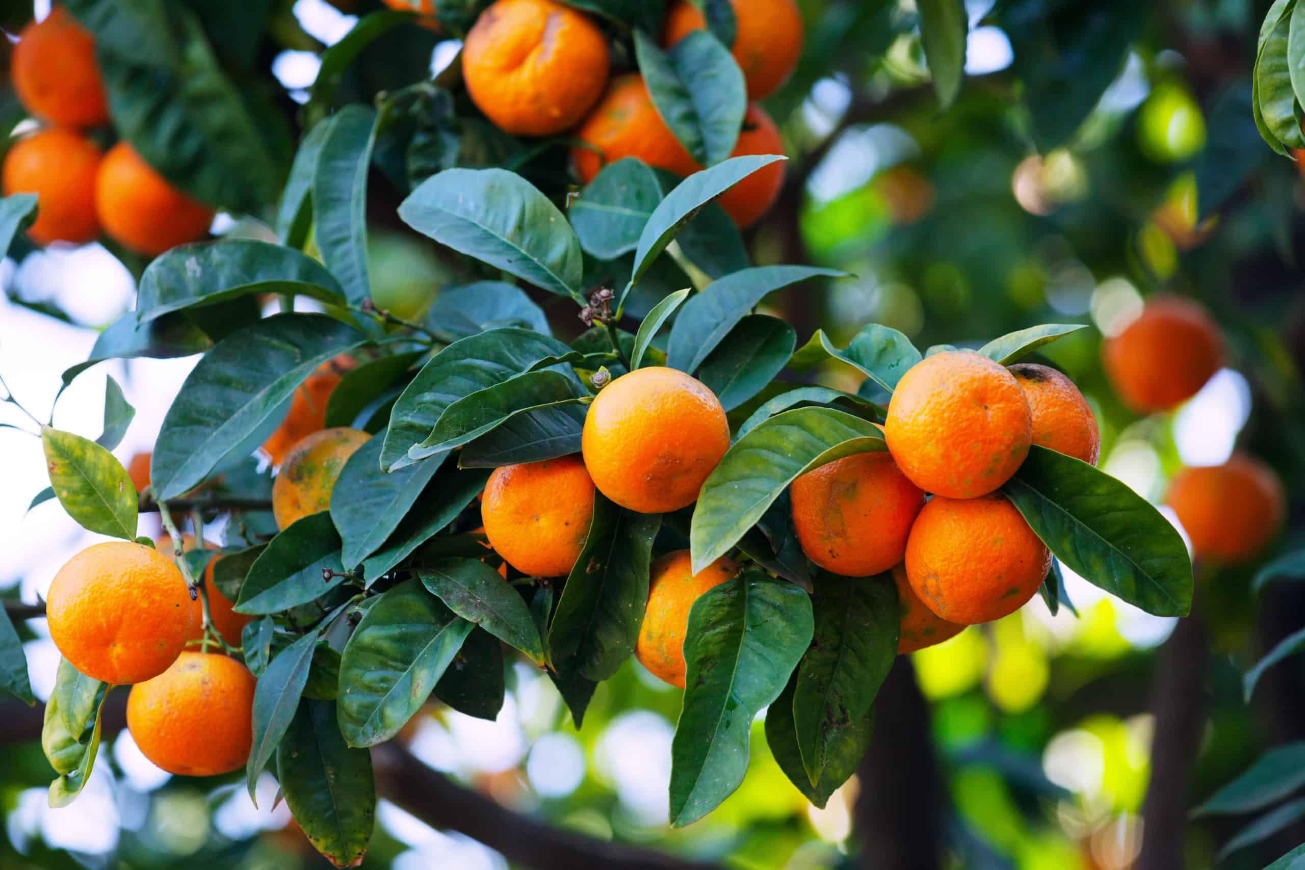 Naranjas:  Beneficios para la salud